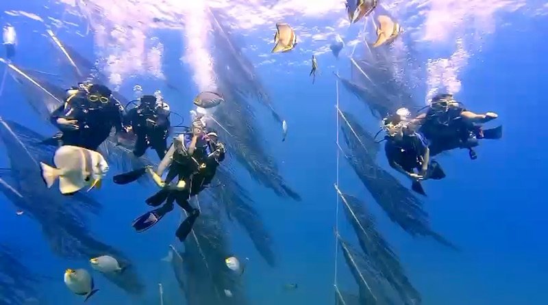 Divers swimming through the artificial reef and Fish Aggregating Device structures, surrounded by schooling fish